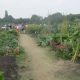 eco-tuin